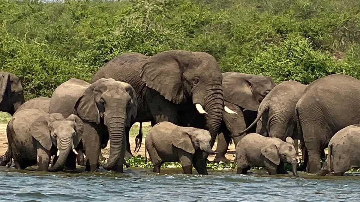 Queen Elizabeth National Game Park