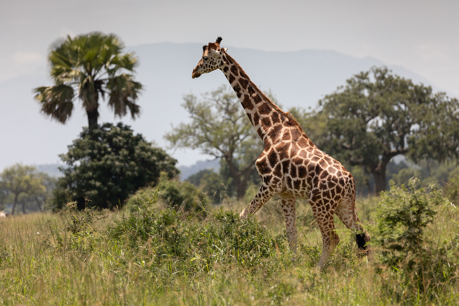 Kidepo National Park