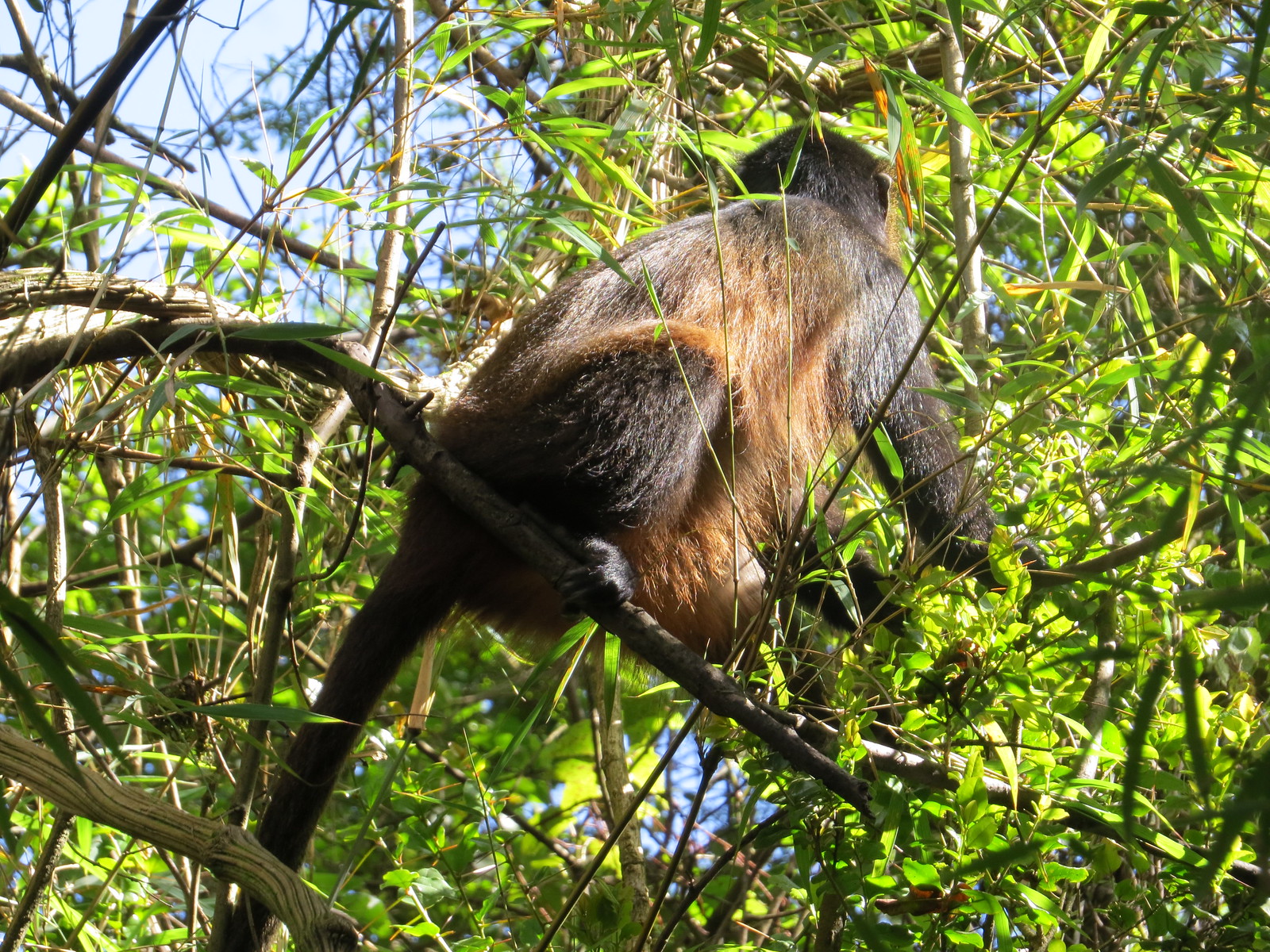 Mgahinga National Park